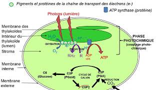 schema bilan photosynthese [upl. by Nonnaihr]