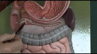 Anatomy 6 Gastrointestinal tract [upl. by Anol16]