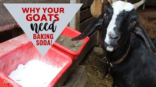 Baking Soda for Goats [upl. by Brigid202]