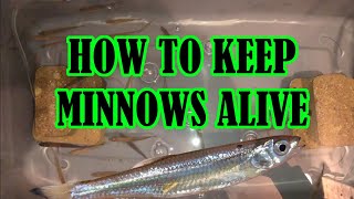 How to Keep Minnows Alive DIY Bait Tank Build [upl. by Merrel]