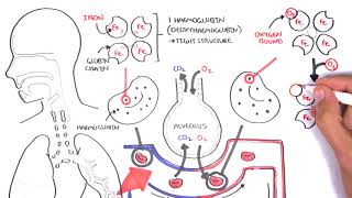 Oxygen  Haemoglobin Dissociation Curve  Physiology [upl. by Aynwat]