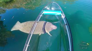 Clear Kayaking in the Crystal Clear Water With Manatees [upl. by Meehar]