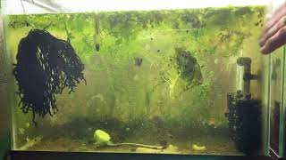 Scuds Daphnia Cherry Shrimp Copepods My aquatic food culture [upl. by Ykvir171]