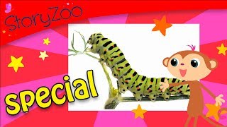 Insecten Special • 8 minuten • StoryZoo [upl. by Hennessey109]