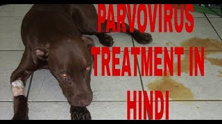 How to make Parvovirus treatment at home  Dog Ultimate Care [upl. by Cyprio]