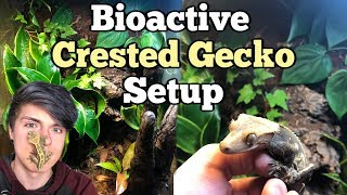 How To Setup a Bioactive Enclosure for a Crested Gecko [upl. by Binetta246]