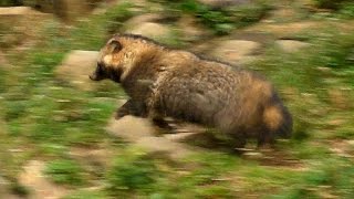 走るタヌキJapanese Raccoon Dog RUN [upl. by Bartle]