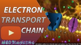 Electron Transport Chain ETC Made Easy [upl. by Leede495]