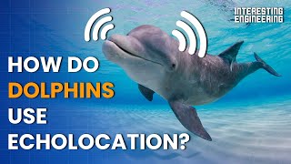 How do dolphins use echolocation to navigate the deep seas [upl. by Ahsitauq]