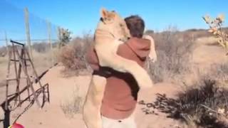 Beautiful Video Shows A Lioness Being Reunited With The Man Who Reared Her [upl. by Arleyne]