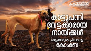 കാട്ടുപന്നികളെ പിടിക്കുന്ന ഇനം വേട്ടക്കാരുടെ പ്രിയപ്പെട്ട കോംബെ  Karshakasree [upl. by Ahsii120]