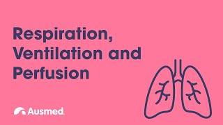 Respiration Ventilation Diffusion and Perfusion  Ausmed Explains [upl. by Taft]