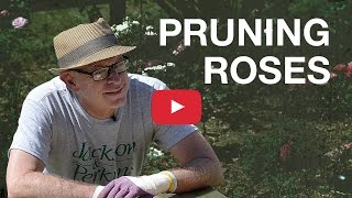 Pruning Roses [upl. by February]