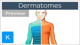 Dermatomes made easy preview  Human Anatomy  Kenhub [upl. by Mikel]