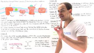 Introduction to Electron Transport Chain [upl. by Sulihpoeht]