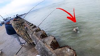 These Pier Fisherman HIT THE JACKPOT Seawolf Park Fishing [upl. by Meyer773]