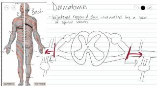 Dermatomes [upl. by Teage137]