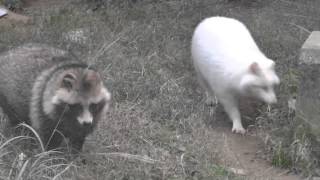 白いタヌキと普通のタヌキ Raccoon dog 豊橋総合動植物公園 [upl. by Ylera]