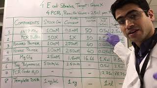 How To PCR Calculations [upl. by Pimbley]