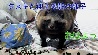 タヌキと迎える朝の様子 Good morning Tanuki [upl. by Adnauqahs47]