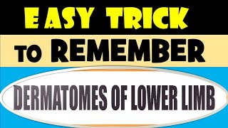 Easy Trick to Remember Dermatome of Lower Limb [upl. by Saihttam]