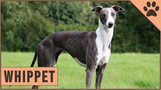 Whippet Dog Breed Information [upl. by Jamill]