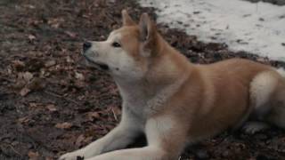 AFFIRM Films Presents Hachi A Dogs Tale [upl. by Saiff]