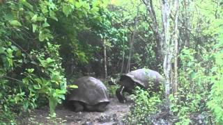 Giant Tortoise Displays Dominance in the Galápagos [upl. by Ynnaej539]