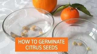 How To Germinate Citrus Seeds  Grow Citrus Trees From Seed [upl. by Will]