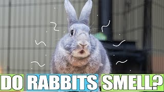 Do Rabbits Smell Tips to reduce the smell [upl. by Lenoyl]