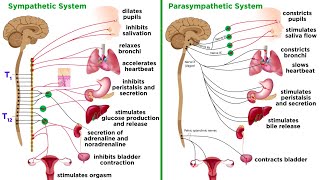 The Autonomic Nervous System Sympathetic and Parasympathetic Divisions [upl. by Sirac]