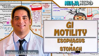 Gastrointestinal  GI Motility of the Esophagus amp Stomach [upl. by Asillim100]