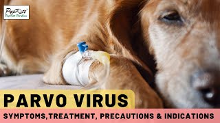 Parvo Virus In Dogs Symptoms Treatment amp Precautions  Dr Anirudh Mittal [upl. by Ettenay]