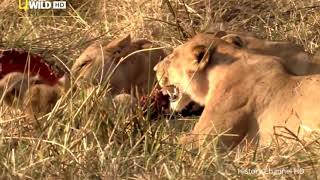 Brothers In Blood The Lion 2017 Full Documentary HD [upl. by Clere]