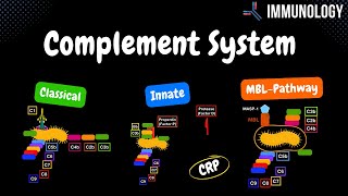 Complement System Pathways Classical Alternative MBL  QUIZ  Immunology [upl. by Yremrej]