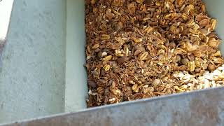 Pecan shelling machine how it works and what it looks like [upl. by Vaas252]