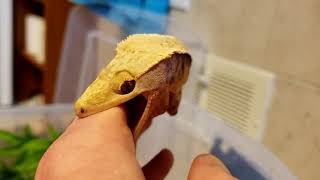 Angry Crested Gecko [upl. by Ritter]