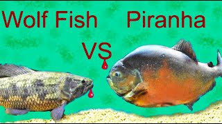 Wolf Fish Vs Piranha The Ultimate Showdown [upl. by Enilehcim39]