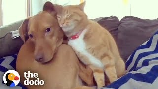 Hidden Camera Catches Cat Comforting Anxious Dog While Familys Away  The Dodo Odd Couples [upl. by Deste67]