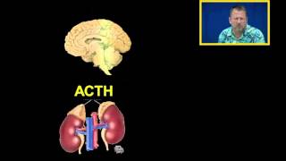 Cortisol and Glucocorticoids [upl. by Edals]