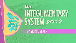 The Integumentary System Part 2  Skin Deeper Crash Course Anatomy amp Physiology 7 [upl. by Halimeda]