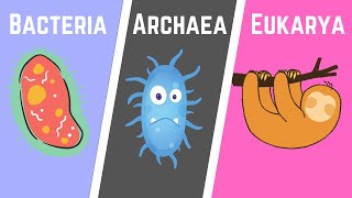 The Three Domains of Life BacteriaArchaeaEukarya [upl. by Pinto]