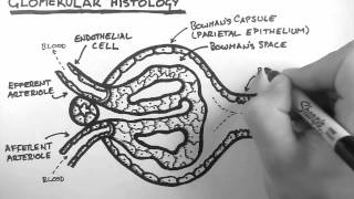 Renal Anatomy 3  Glomerular Histology [upl. by Kain]