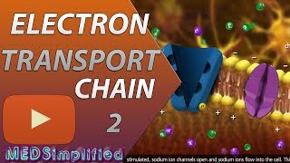 Electron Transport Chain ETC Part 2 [upl. by Lanette767]