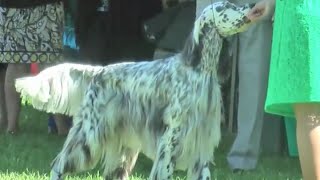 English Setter Specialty  Erie Shores Kennel Club [upl. by Caravette]