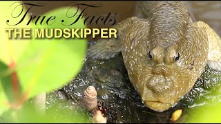 True Facts Mudskippers [upl. by Tallbott]