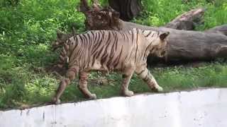 Delhi Zoo The inside story [upl. by Acceb]