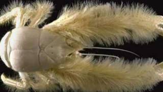 Hydrothermal vents amp the Yeti crab [upl. by Nilyam542]