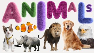 Animal  List of Animals  Name of Animals  500 Animals Name in English from A to Z [upl. by Kim]