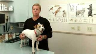 Syringomyelia A canine neurological disorder [upl. by Lettie]